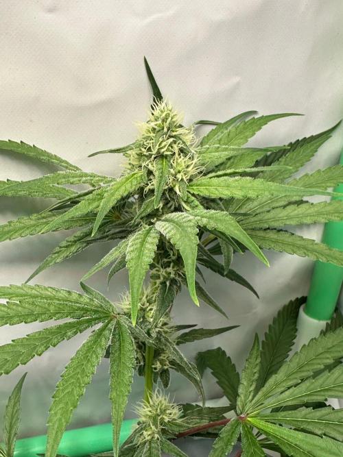 Mimosa Shot🍹 in Living Soil by Herbies. Week 9