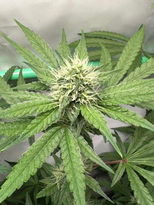 Mimosa Shot🍹 in Living Soil by Herbies. Week 9