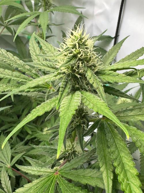 Mimosa Shot🍹 in Living Soil by Herbies. Week 9