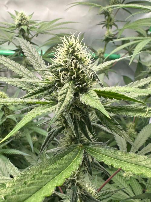 Mimosa Shot🍹 in Living Soil by Herbies. Week 9