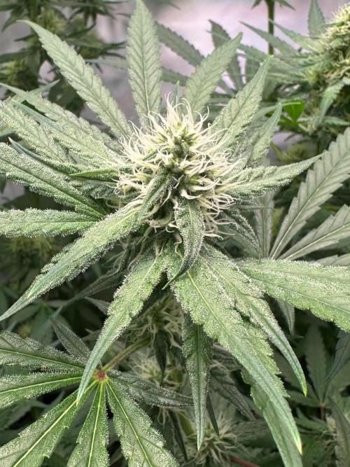 Mimosa Shot🍹 in Living Soil by Herbies. Week 9