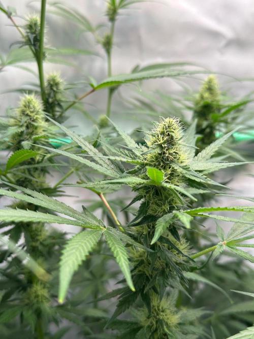 Runtz Punch 🥊 Living Soil by Herbies. Week 9