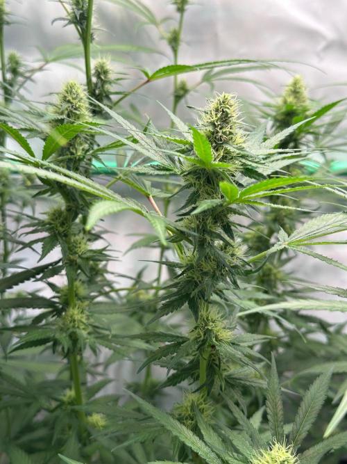 Runtz Punch 🥊 Living Soil by Herbies. Week 9