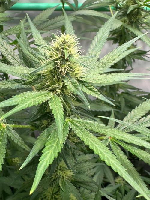 Runtz Punch 🥊 Living Soil by Herbies. Week 9