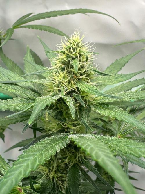 Runtz Punch 🥊 Living Soil by Herbies. Week 9