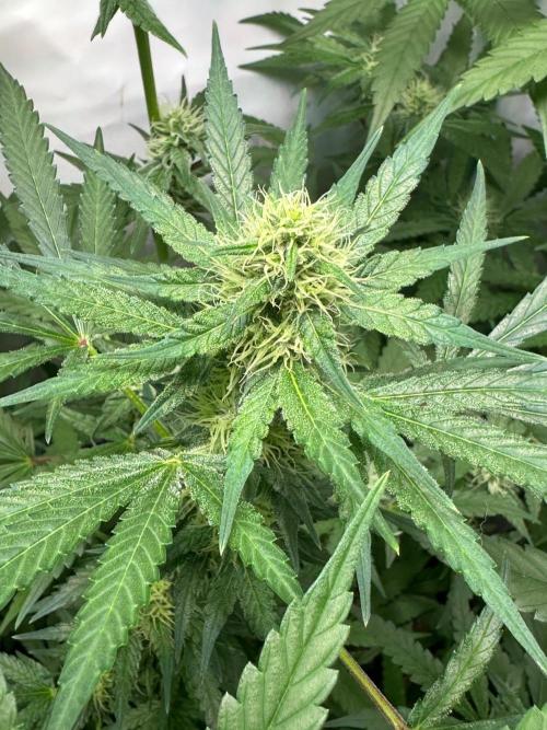 Runtz Punch 🥊 Living Soil by Herbies. Week 9
