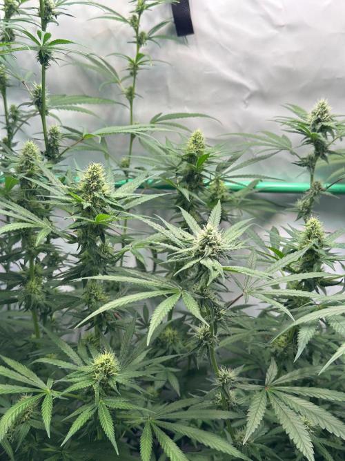 Runtz Punch. Week 9