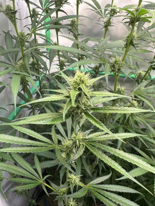 Grannys Purple 👵Living Soil by Herbies. Week 9