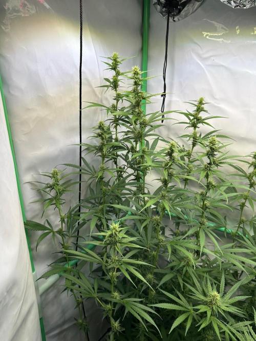 Grannys Purple 👵Living Soil by Herbies. Week 9