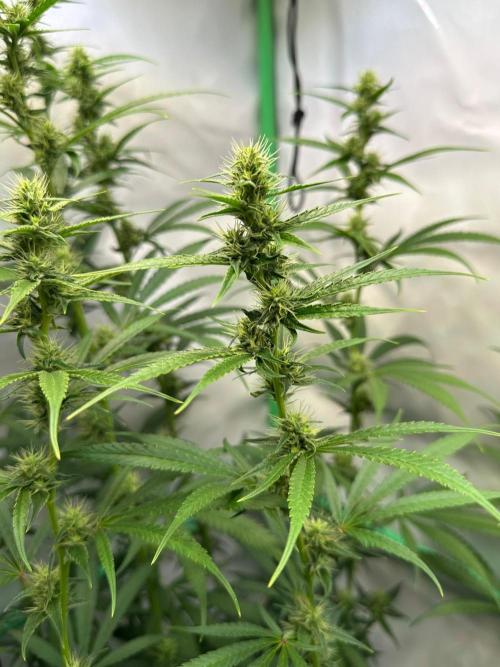 Grannys Purple 👵Living Soil by Herbies. Week 9