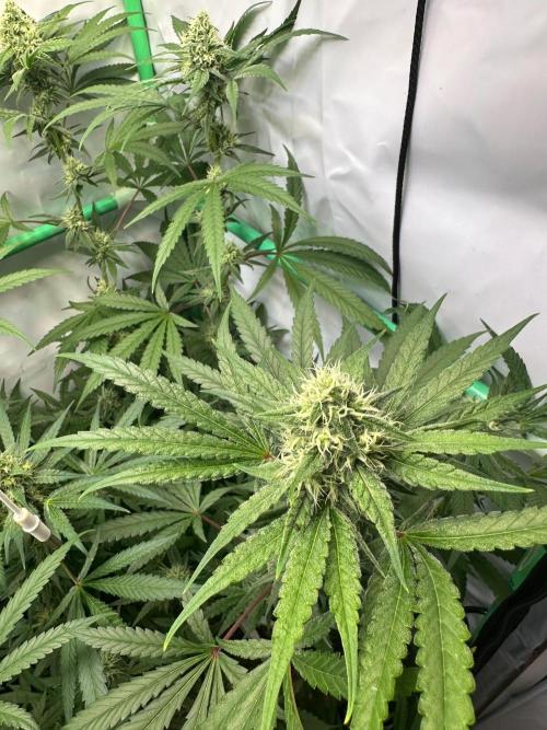 Mimosa Shot🍹 in Living Soil by Herbies. Week 10