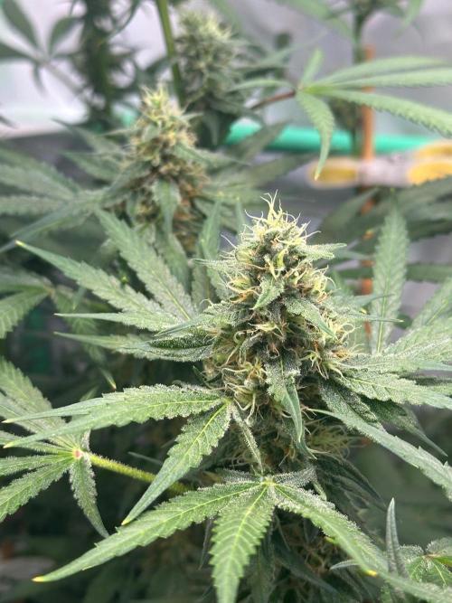 Runtz Punch 🥊 Living Soil by Herbies. Week 10