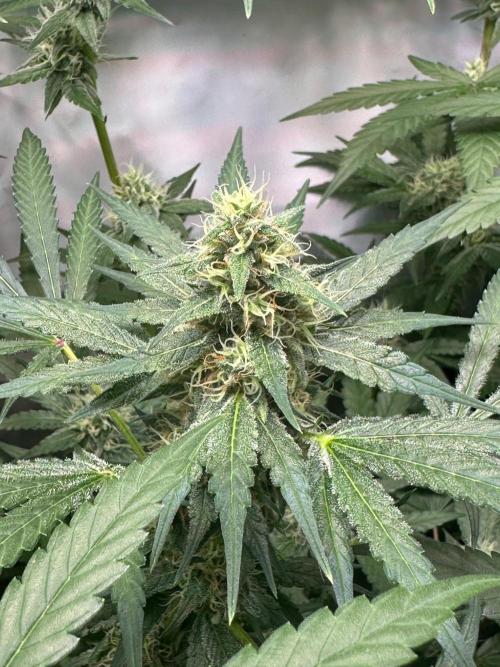 Runtz Punch 🥊 Living Soil by Herbies. Week 10