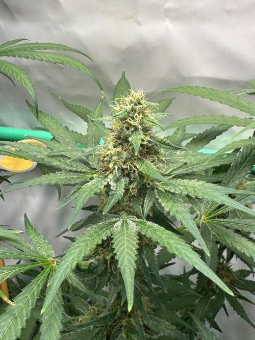 Runtz Punch 🥊 Living Soil by Herbies. Week 10