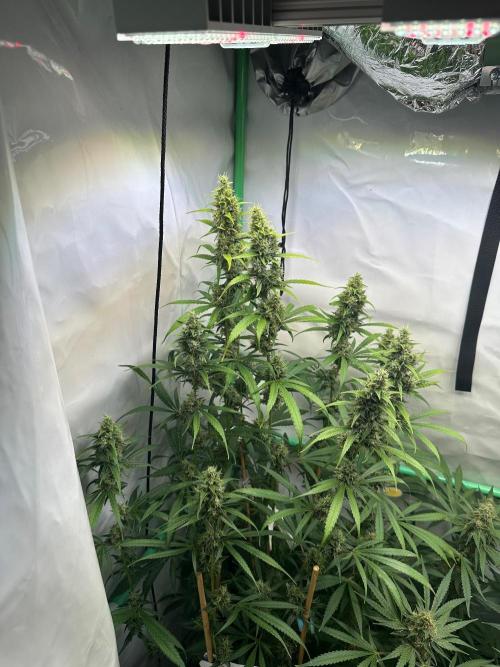 Grannys Purple 👵Living Soil by Herbies. Week 11