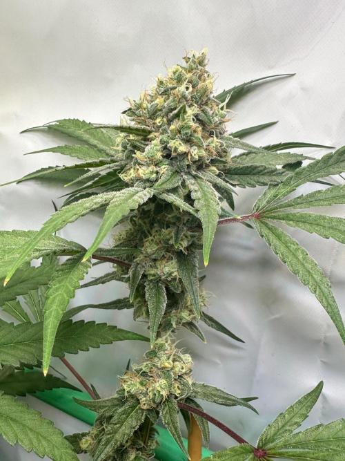 Mimosa Shot🍹 in Living Soil by Herbies. Week 12