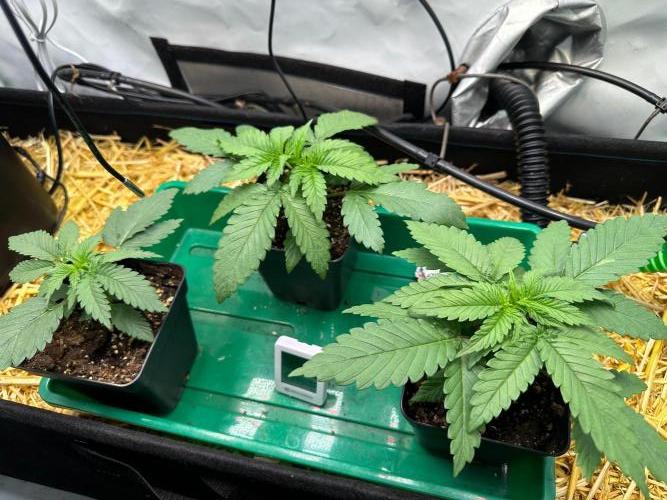 Mango Sapphire. Week 3
