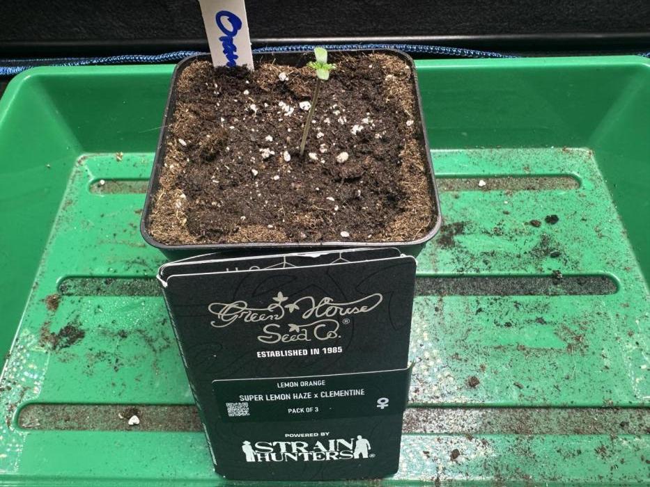 Lemon Orange in LS. Week 1