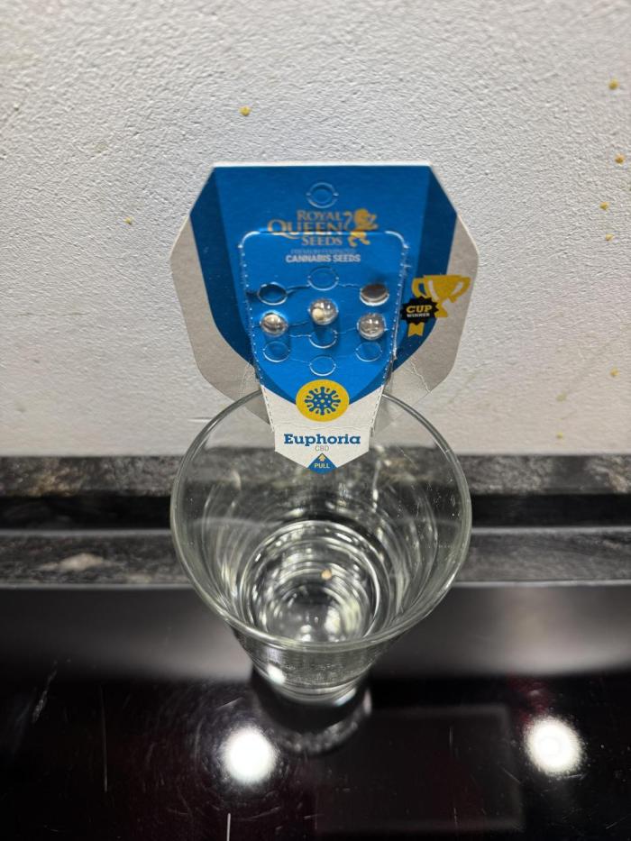 RQS Euphoria - Back on Track. Week 0 - First tap water for 18 hours