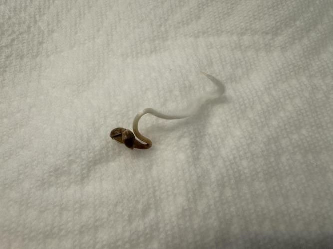 RQS Euphoria - Back on Track. Week 0 - After 72 hours on paper towel