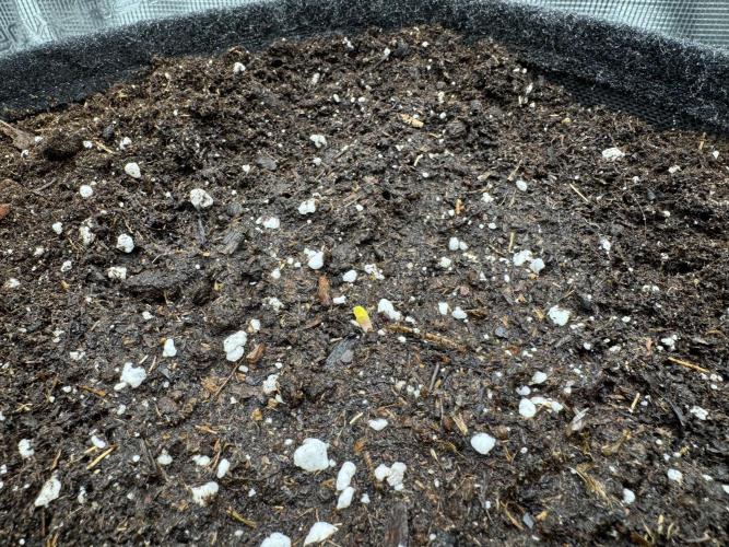 RQS Euphoria - Back on Track. Week 0 - To the soil!