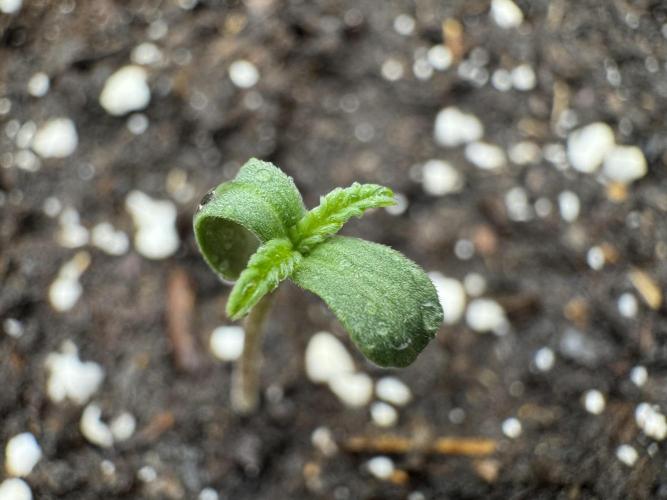 RQS Euphoria - Back on Track. Week 0 - 2nd day