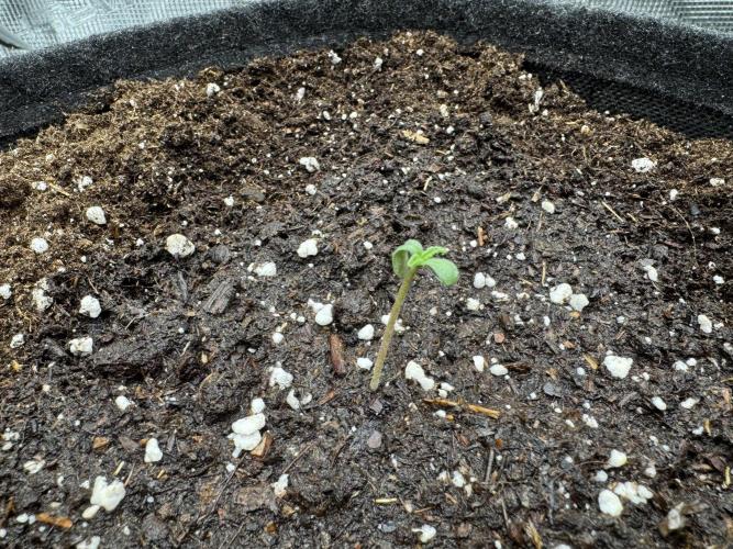 RQS Euphoria - Back on Track. Week 0 - 2th day