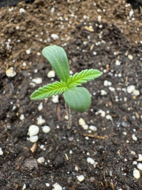 RQS Euphoria - Back on Track. Week 0 - 4th day