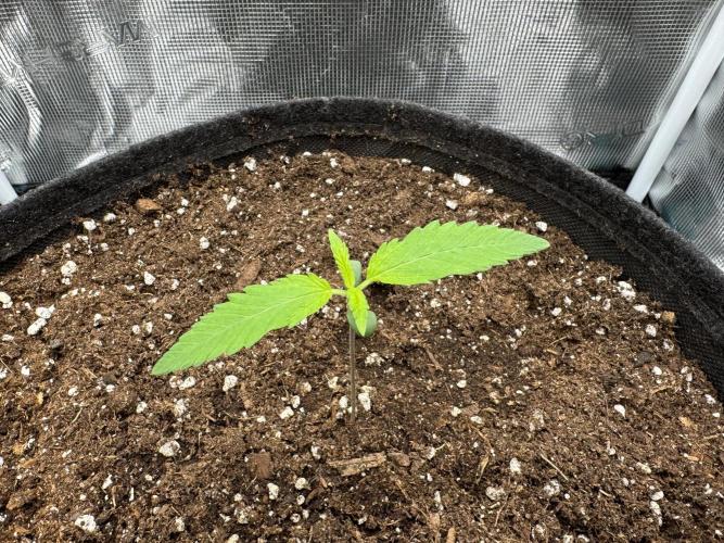 RQS Euphoria - Back on Track. Week 1