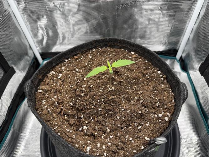 RQS Euphoria - Back on Track. Week 1