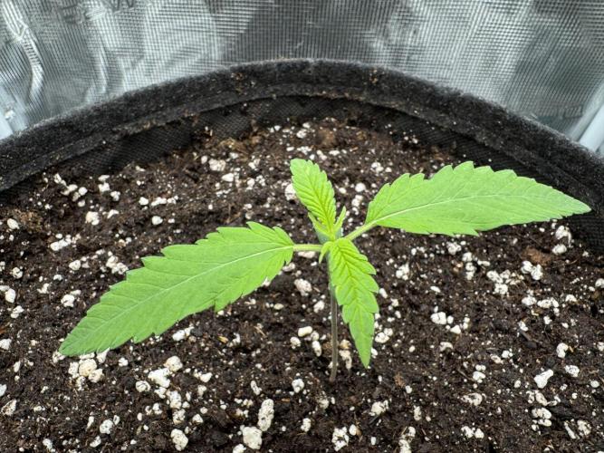 RQS Euphoria - Back on Track. Week 1