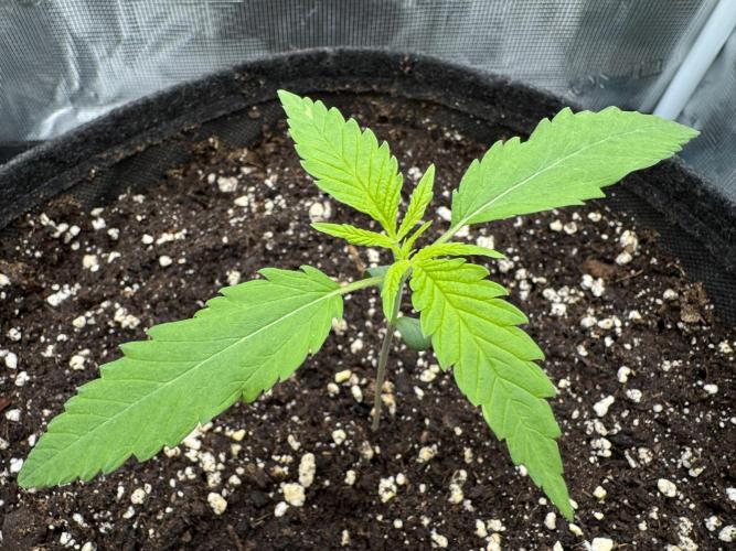 RQS Euphoria - Back on Track. Week 1