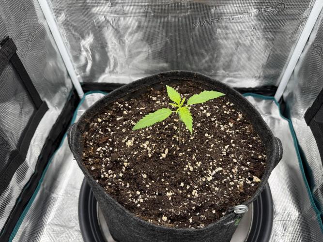 RQS Euphoria - Back on Track. Week 1