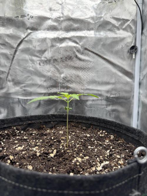 RQS Euphoria - Back on Track. Week 1