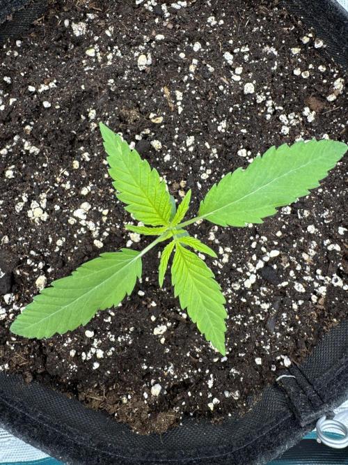 RQS Euphoria - Back on Track. Week 1