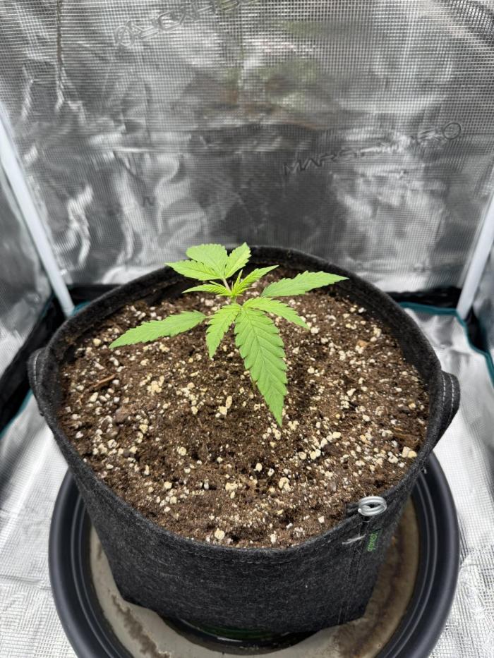 RQS Euphoria - Back on Track. Week 2 - 1st