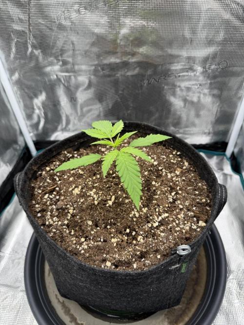 RQS Euphoria - Back on Track. Week 2 - 1st