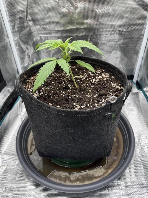 RQS Euphoria - Back on Track. Week 2 - 5th