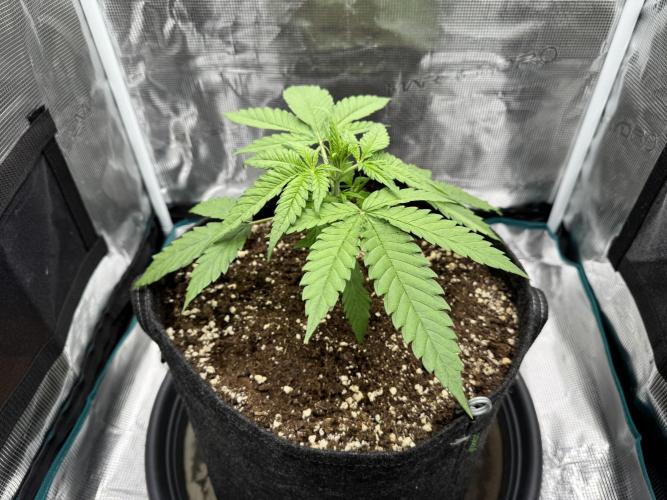 RQS Euphoria - Back on Track. Week 2 - 7th