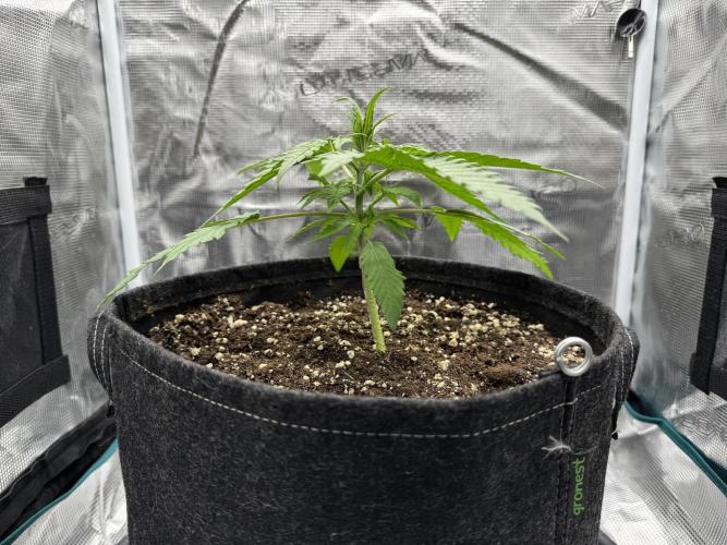 RQS Euphoria - Back on Track. Week 2 - 7th