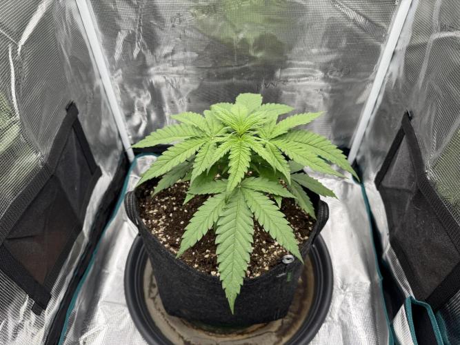 RQS Euphoria - Back on Track. Week 3 - 3rd