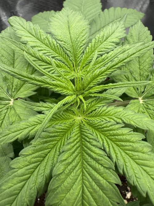 RQS Euphoria - Back on Track. Week 3 - 3rd