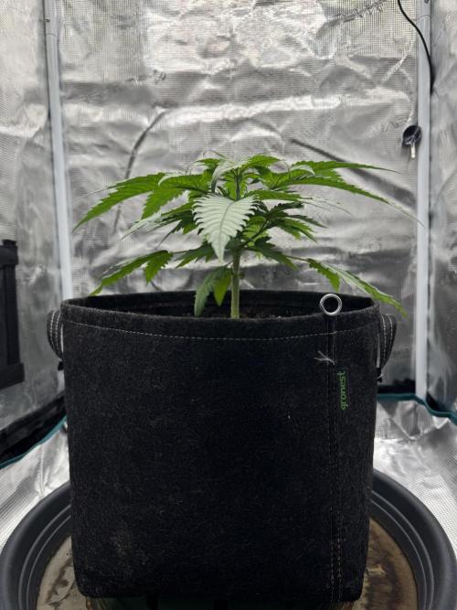 RQS Euphoria - Back on Track. Week 3 - 3rd