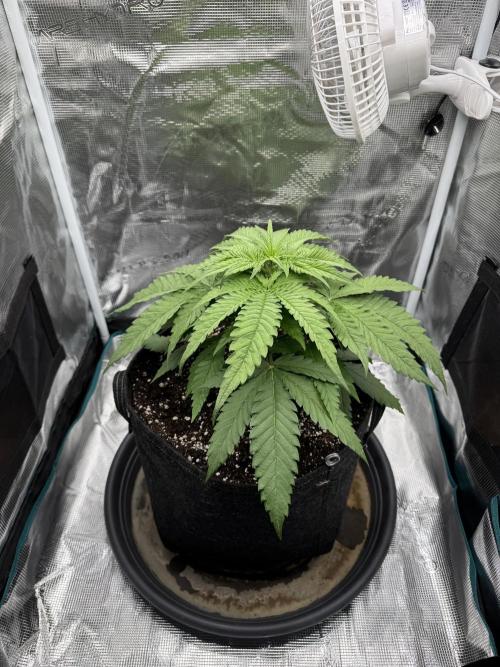 RQS Euphoria - Back on Track. Week 3 - 6th