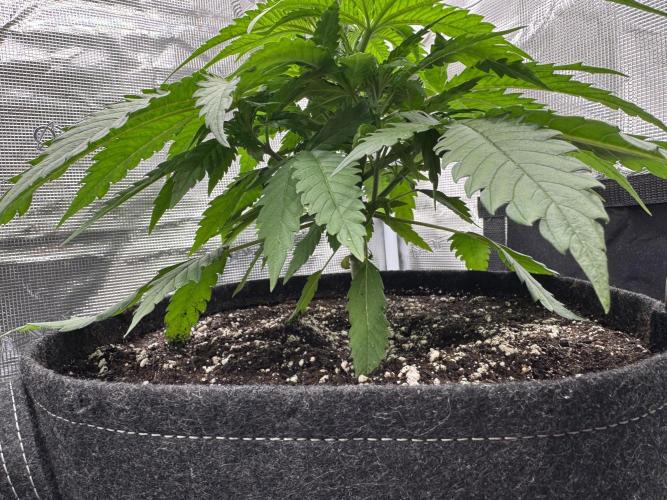 RQS Euphoria - Back on Track. Week 3 - 6th