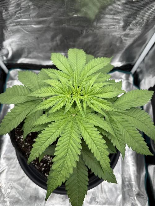 RQS Euphoria - Back on Track. Week 3 - 6th