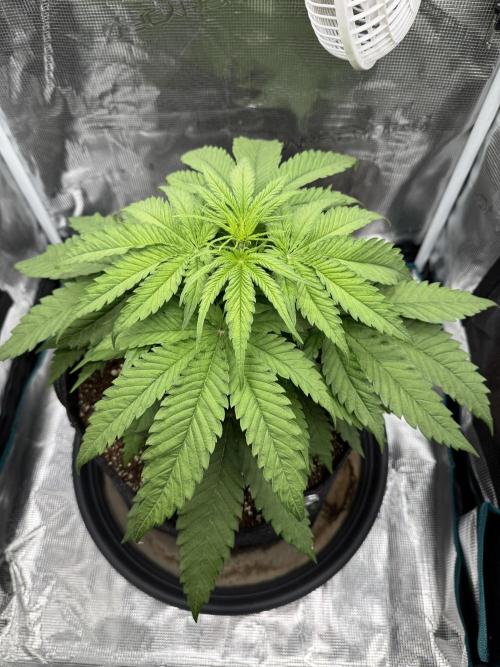 RQS Euphoria - Back on Track. Week 4 - 1st