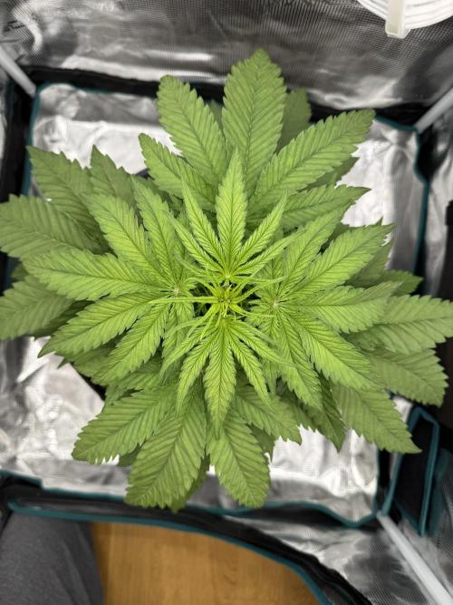 RQS Euphoria - Back on Track. Week 4 - 1st