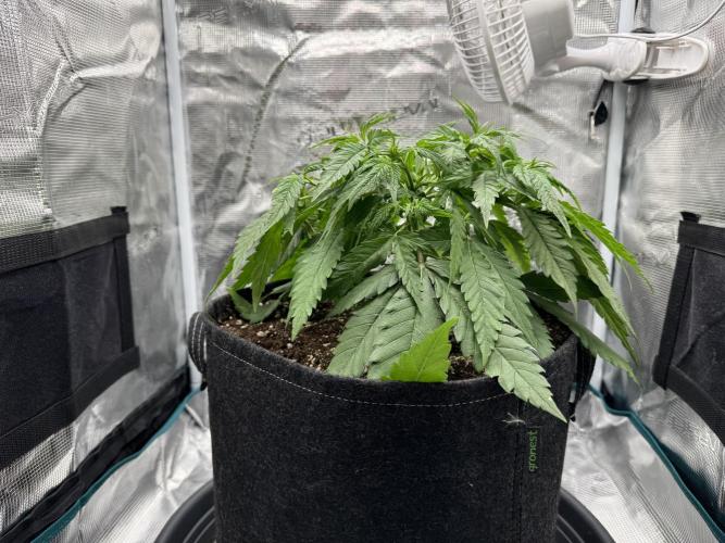 RQS Euphoria - Back on Track. Week 4 - 1st