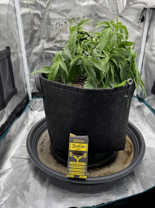 RQS Euphoria - Back on Track. Week 4 - 3rd